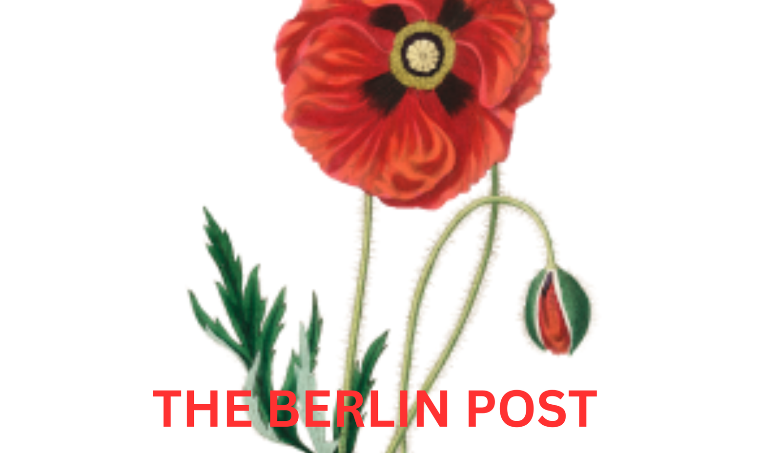 Die Geburtsblume August – Bedeutung, Symbolik und Pflege (1)