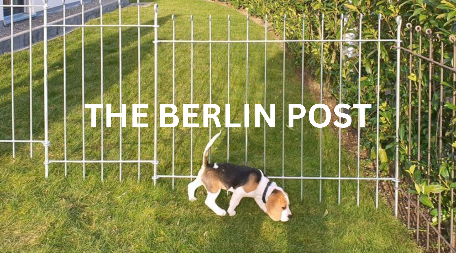 Hundezaun Der Beste Schutz für Ihren Hund im Garten